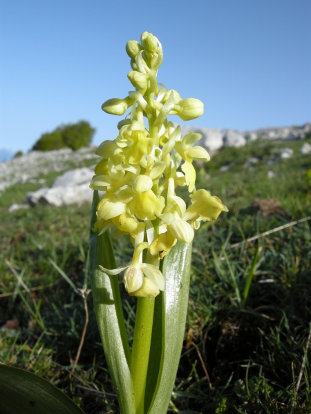 Orchis pallens